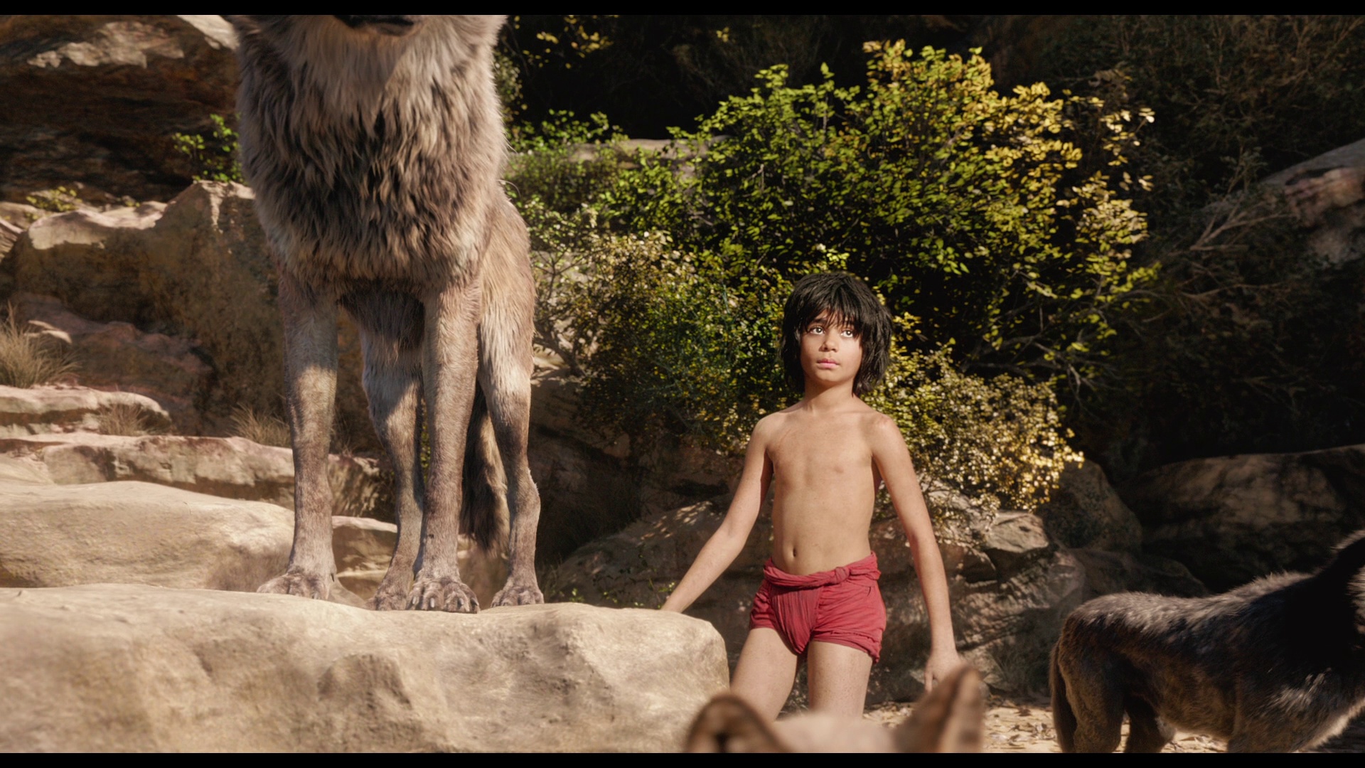 JungleBook 02