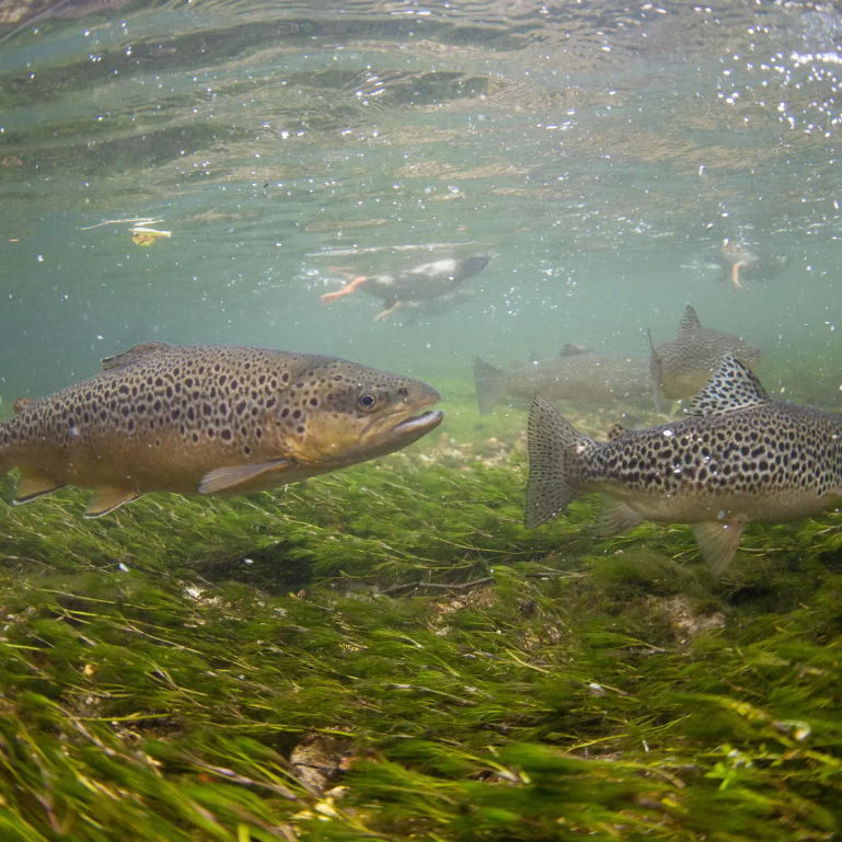 Trout swimming