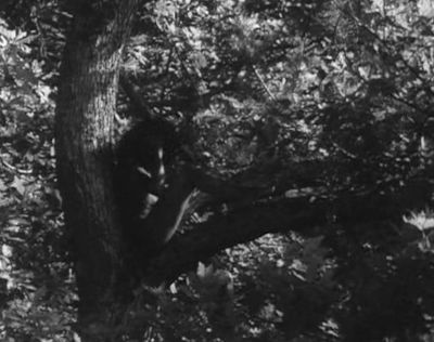 60 Wild Child Victor in Tree2